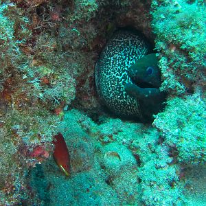 Hawaii Pu-u Olai Undulated Moray With Fourstripe Wrasse H-7428