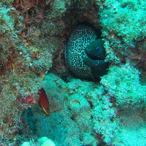 Hawaii Pu-u Olai Undulated Moray With Fourstripe Wrasse-7428