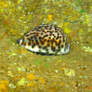 Hawaii Second Cathedral Cowrie-7227