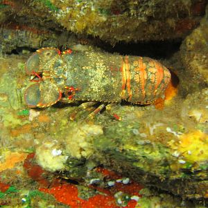 Hawaii Second Cathedral Slipper Lobster-7210