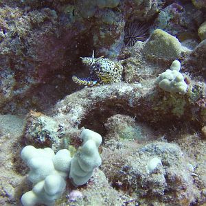 2 Dragon Moray