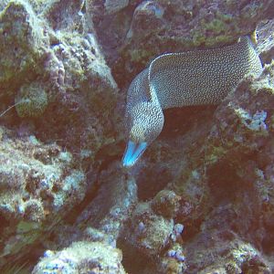 3 Moray Eel