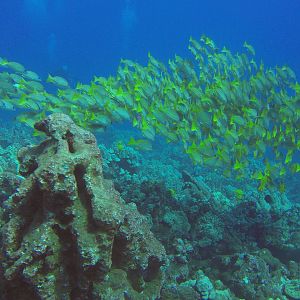 5 Shoal