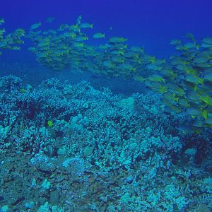 6 Shoal