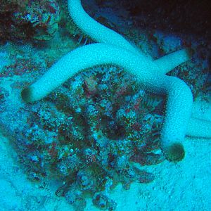 8 Starfish
