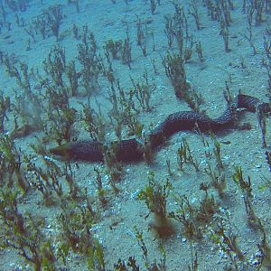 10 Moray