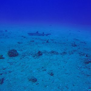 24 Whitetip Shark Off Carthaginian Wreck