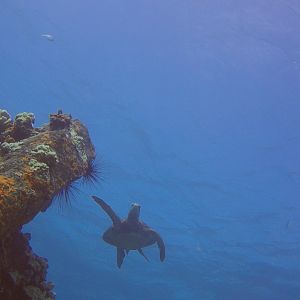 32 Turtle At Mala Pier