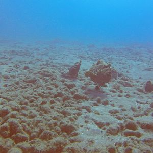 34 Frogfish Red Carpet