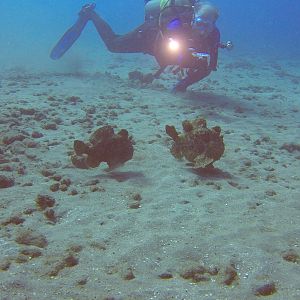 35 Frogfish Red Carpet With K-Jenn Diver