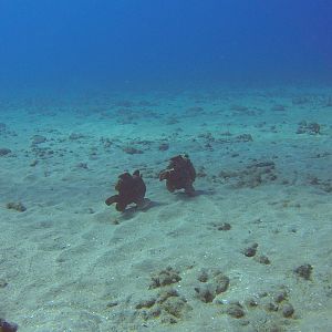 36 Frogfish Red Carpet