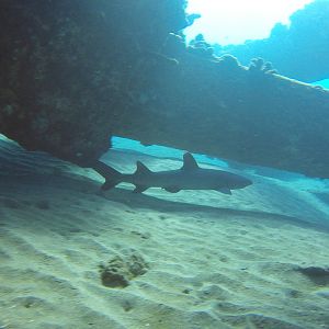 38 White Tip Shark Under Mala Pier
