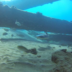 39 White Tip Shark Under Mala Pier