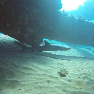 40 White Tip Shark Under Mala Pier