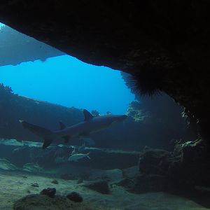 41 White Tip Shark Under Mala Pier