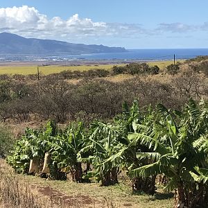 3 Kahului From Ocean Distillery