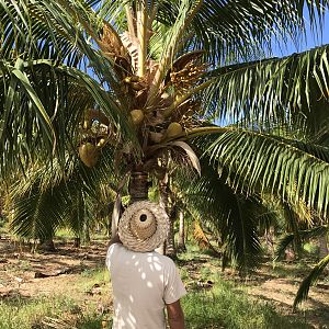 4 Coconut Farm