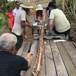 7 Coconut Farm