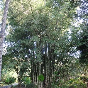 12 Bamboo