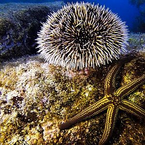 Sea Urchin- Shadow Diver