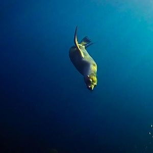 Sea Of Cortez Seal - Shadow Diver