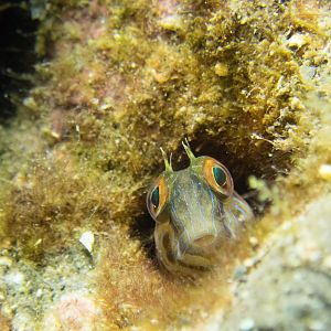 Seaweed Blenny - Seaagg05