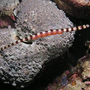 pipefish with eggs