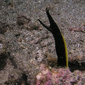 black ribbon eel