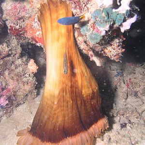 unusual anemone behavior