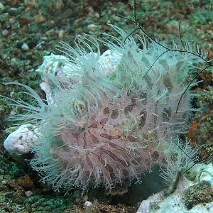 hairy frogfish