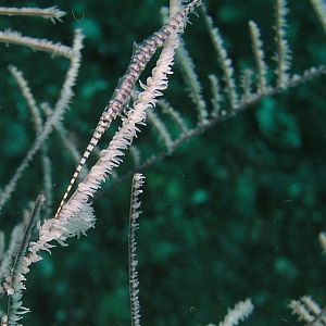 tiny fish on some soft coral