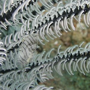 there's a fish in there somewhere