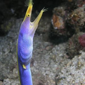 blue ribbon eel