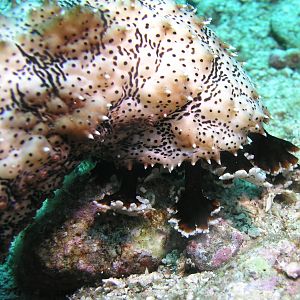 sea cucumber in motion