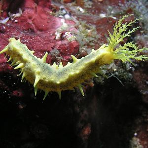 Yellow Sea cucumber