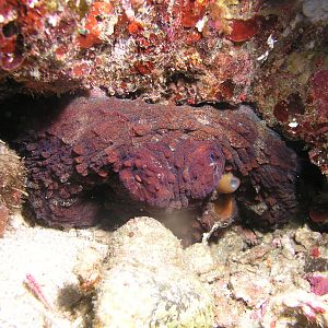 octo in a hole
