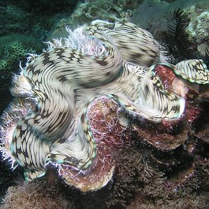 giant clam