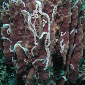 wormy sponge