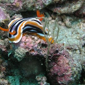 colorful nudi