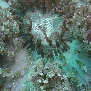 anemonescape