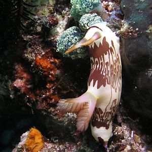 brownish nudi