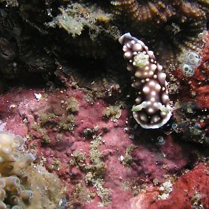 another nudi
