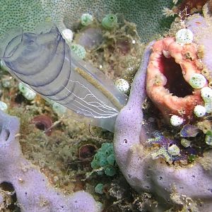 sea squirt