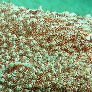 Coleman shrimp on the bottom of a sea cucumber