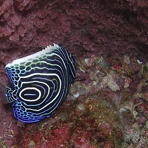 blue fish