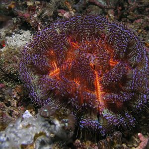 Urchin