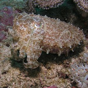 Mr Cuttlefish