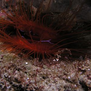 Fire clam