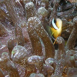 Clownfish