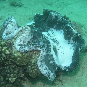 Clammy